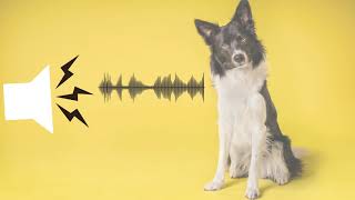 Pitched Dog Whistle Sound Help To Stop Dogs BarkingSound effect [upl. by Aneis]