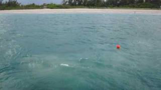 Propwash Excavation on the Jupiter Inlet shipwreck [upl. by Aihsia229]