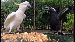 Cockatoo Rules the Seeds Party Currawong scared off but keep coming back for banana chunk [upl. by Aikit]