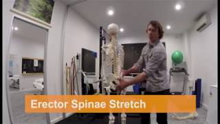 THE BEST Erector Spinae Stretch [upl. by Terb]