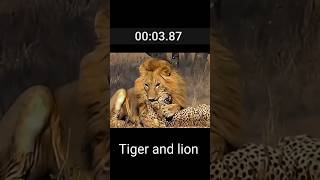 Tiger and lion animals [upl. by Norm]