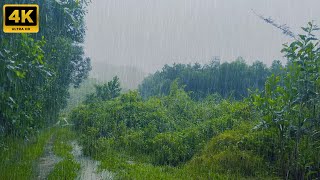 Why Cant You Sleep This ASMR Rain Sound Has the Answer Rain in Rainforest [upl. by Vlada]