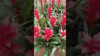 Guzmania Plant Care Tips The Bromeliad With The Vibrant Star Shaped Flower shortsvideos [upl. by Crispen53]