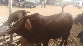 Medium size cow for sale from Northern Nigeria [upl. by Kraul]