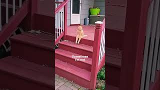 Existential Cat 😿 shortvideo shorts short funny [upl. by Arimat453]