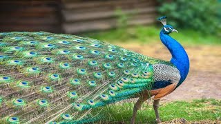 Beautifull Peafowl [upl. by Martinic]