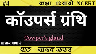 कॉउपर्स ग्रंथि ।। Cowpers Gland ।। Bulbourethral Gland।biology upboard class12 SudheerSirJi [upl. by Sahpec]