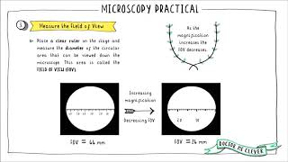 MICROSCOPY PRACTICAL Edexcel 91 Biology Topic 1 Key Concepts in Biology [upl. by Rosmarin]