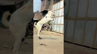 youtubeshorts shorts foryou bakra lara bado badii [upl. by Acenahs]