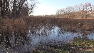 Soundscapes Frog Chorus  Spring Peepers [upl. by Kaine]