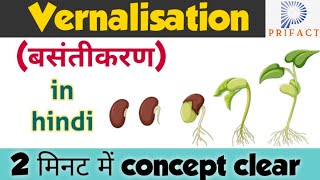 Vernalisation in plants  Plant growth and development  बसंतीकरण vernalisationin hindi Biology [upl. by Jasik]