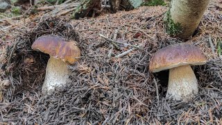 Porcini e funghi quotsegnaliquot di clima secco [upl. by Ramsden]