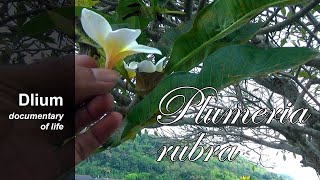 Frangipani Plumeria rubra  part 1 [upl. by Rieth860]