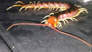 Scolopendra gigantea [upl. by Meneau530]