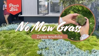 How to grow Zoysia No mow grass  Zoysia tenuifolia  What to use me for [upl. by Erdman]