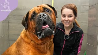 Conquering Fear Heartwarming Groom on a Powerful Bullmastiff Guard Dog [upl. by Lissner]