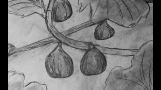 The Fig Tree  A Charcoal Stop Motion [upl. by Lindemann456]