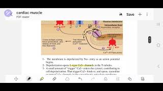 mechanism of cardiac muscle contraction [upl. by Havener]