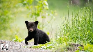 Baby Black Bear Cubs Playing Compilation [upl. by Oinimreh]