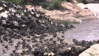 Wildebeest Crossing The Mara River By Rekero Camp in Kenya November 2012 [upl. by Cirde]