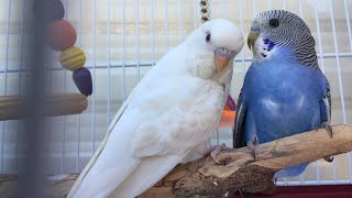 Our parakeets Dolce and Gusto moving to the aviary [upl. by Hgieliak]