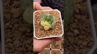 Haworthia Cooperi Plastic Skin plants haworthia succulents [upl. by Licko809]