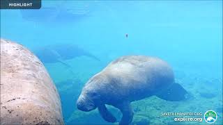 Homosassa Springs Underwater Camera [upl. by Salohcin]