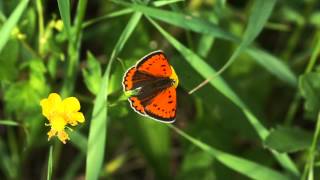 Ohniváček černočárný  Lycaena dispar [upl. by Areik]