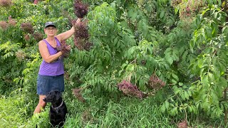 How we identify our American Elderberry cultivars Adams York and Native varieties [upl. by Ajidahk]