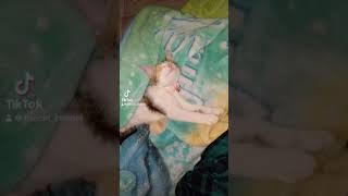 💕catvideos [upl. by Uhayile]