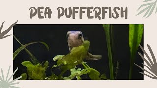 Pea Pufferfish Aquarium  Aquariums UK  Fishkeeping Aquascape [upl. by Ayikal796]