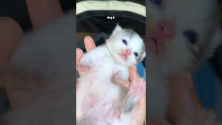 Timelapse Kitten Day 1 to 7 Days 😍 cat kucinglucu kitten anakkucing timelapse [upl. by Ahsotan]