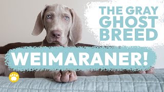 Watch This Before Dealing with Weimaraner Temperament [upl. by Anaela]