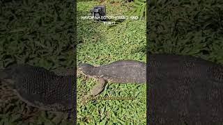 Ano ba ang ectothermic o cold blooded animals e animals reptiles watermonitor [upl. by Elset]