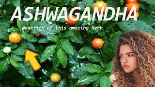 Ashwagandha An amazing herb for crazy Hair Growth [upl. by Laon]