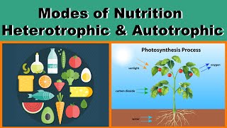 Modes of Nutrition  Heterotrophic amp Autotrophic  Biology  Science  Letstute [upl. by Falk131]