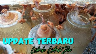 Kelulut fimbriata lebah trigona termahal dan langka [upl. by Alyag]