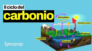 IL CICLO DEL CARBONIO  come si svolge e perché serve a capire il riscaldamento globale [upl. by Einnoc]