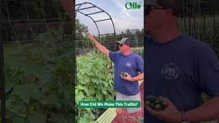 Garden Trellis Idea for tomatoes cucumbers amp vegetables [upl. by Orlanta]