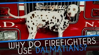 Why did firefighters use Dalmatians [upl. by Anerhs]