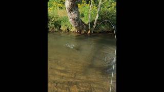 Trout just can’t resist a brown woolly bugger flyfishing [upl. by Pentheam]