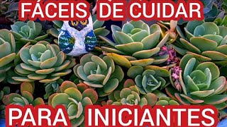 18 SUCULENTAS de FÁCIL CULTIVO para INICIANTESDICAS IMPORTANTES [upl. by Loleta]