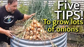 Regrowing Storebought Green Onions in Water Time Lapse [upl. by Dyson742]