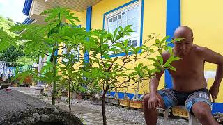 Bonsai Kalumpit Prunning [upl. by Adelpho]