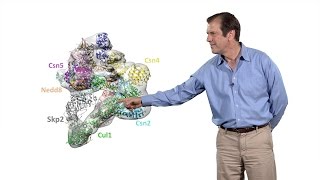 Deshaies Amgen 2 CullinRING ubiquitin ligases structure mechanism and regulation [upl. by Reste472]