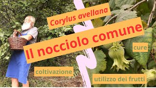 Il nocciolo comune Corylus avellana [upl. by Stets]