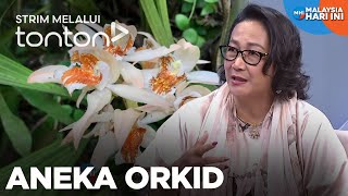 CLIP MHI 14 Oct 2024 Aneka Orkid  Tonton [upl. by Adella]