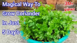 Magical way to Grow Coriander In just 5 Days  How to grow Coriander at home  Cilantro grow at home [upl. by Naibaf]