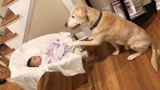 Labradors love to play with Сhildren and Baby Compilation [upl. by Danielson]