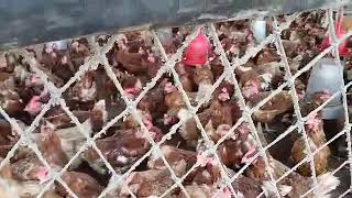 ÉLEVAGE de Poules pondeuses en Afrique [upl. by Strickman]